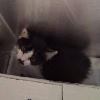 Dom -  Domestic Medium Hair Cat for Adoption in Starkville, Mississippi - Dom | PetCurious