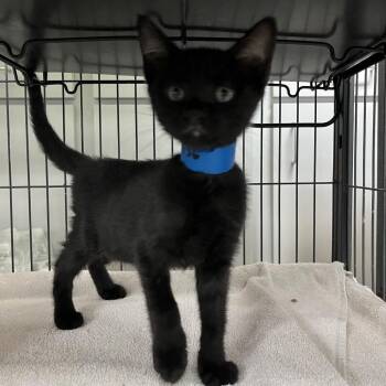 Flammie -  Domestic Short Hair Cat for Adoption in Lakeland, Florida - Flammie | PetCurious