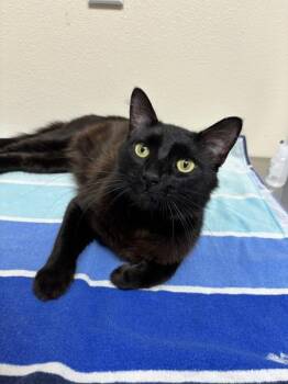 Delorean -  Domestic Medium Hair Cat for Adoption in Sherwood, Oregon - Delorean | PetCurious