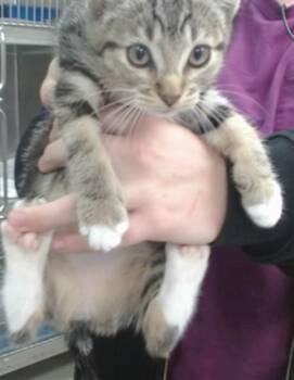BUNNY -  Domestic Short Hair Cat for Adoption in Salinas, California - BUNNY | PetCurious