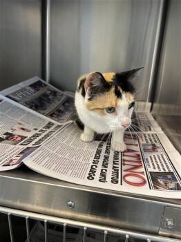 ABBY -  Domestic Short Hair Cat for Adoption in San Antonio, Texas - ABBY | PetCurious