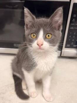 DOLLY -  Domestic Medium Hair Cat for Adoption in Baytown, Texas - DOLLY | PetCurious