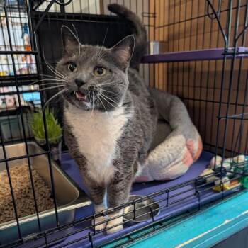 Domestic Short Hair Cats Available for Adoption in Saugerties, New York - Thurston | PetCurious