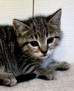 Penny -  Tabby and Tiger Cat Available for Adoption in Ringwood, New Jersey - Penny | PetCurious