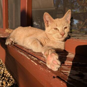 Mittens -  Domestic Short Hair Cat for Adoption in Mount Sterling, Illinois - Mittens | PetCurious