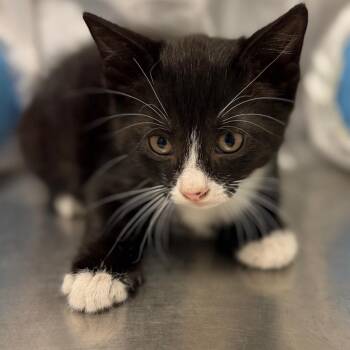 Omashu -  Domestic Short Hair Cat for Adoption in Sarasota, Florida - Omashu | PetCurious