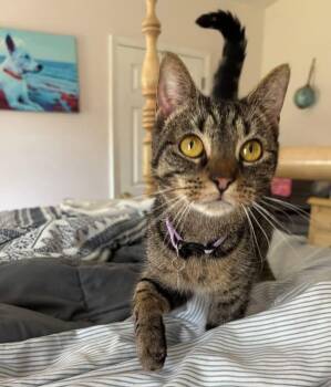 Hadley -  Domestic Short Hair Cat for Adoption in Milton, Delaware - Hadley | PetCurious