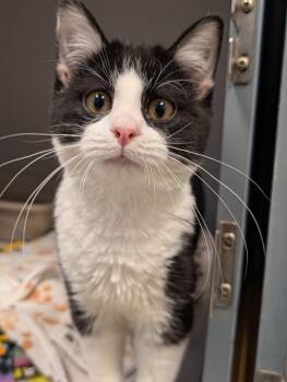 Domestic Short Hair Cats Available for Adoption - Evangeline | PetCurious