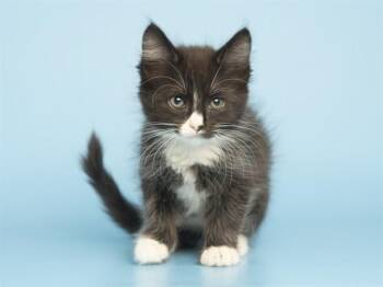 Domestic Short Hair Cats Available for Adoption in Phoenix, Arizona - AMY | PetCurious