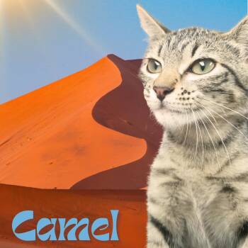 Camel -  Domestic Short Hair Cat for Adoption in Aransas Pass, Texas - Camel | PetCurious