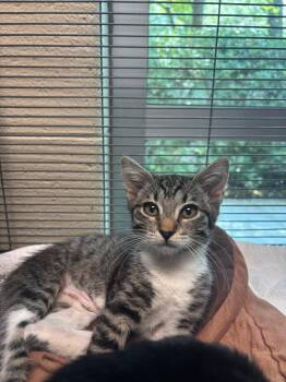 Nina -  Domestic Short Hair Cat for Adoption in Charleston, South Carolina - Nina | PetCurious