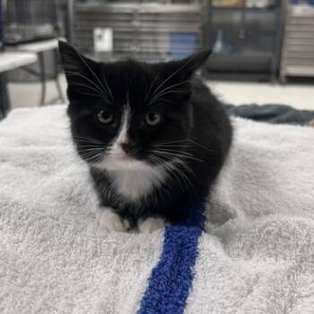 Donut Duty-C -  Domestic Medium Hair Cat for Adoption in East St. Louis, Illinois - Donut Duty-C | PetCurious