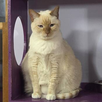 Marshie -  Siamese and Domestic Short Hair Cat Available for Adoption in Brimfield, Massachusetts - Marshie | PetCurious