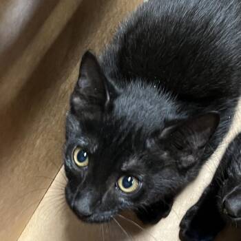 Domestic Short Hair Cats Available for Adoption in Tampa, Florida - Misu | PetCurious