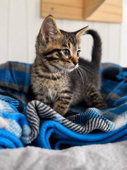 Reed -  Domestic Short Hair Cat for Adoption in Houston, Texas - Reed | PetCurious