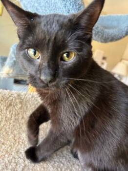 Bombay and American Shorthair Cats Available for Adoption - Tiny Muse - Small Cat, Big Inspiration | PetCurious