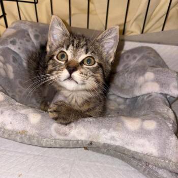 Grease Monkey -  Domestic Short Hair Cat for Adoption in Little Mountain, South Carolina - Grease Monkey | PetCurious