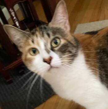 Sassafras is a lap cat -  Calico Cat for Adoption in Durham, Connecticut - Sassafras Is A Lap Cat | PetCurious