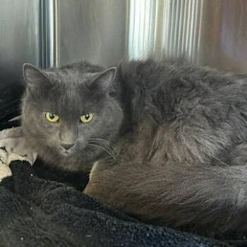 Duncan -  Domestic Long Hair Cat for Adoption in Knoxville, Tennessee - Duncan | PetCurious