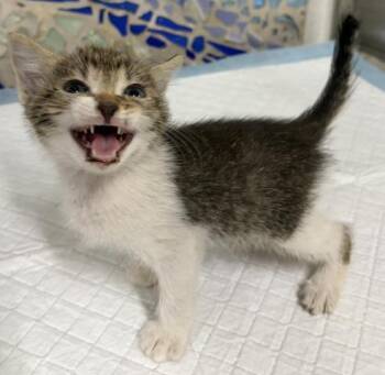 CHARLIE -  Domestic Short Hair Cat for Adoption in Pensacola, Florida - CHARLIE | PetCurious