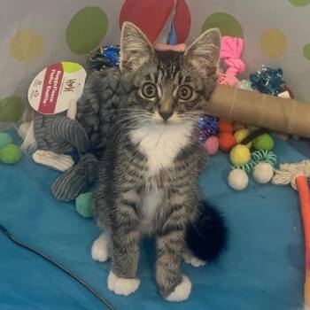 Fig -  Domestic Short Hair Cat for Adoption in Spokane, Washington - Fig | PetCurious