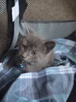 Buckwheat -  Domestic Short Hair Cat for Adoption in Berwick, Pennsylvania - Buckwheat | PetCurious