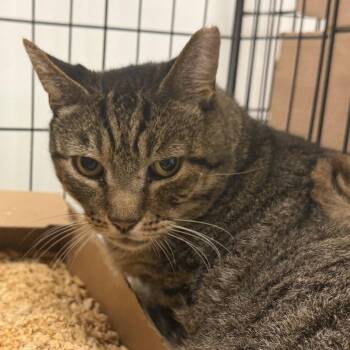 Big Tony Baloney -  Domestic Short Hair Cat for Adoption in Philadelphia, Pennsylvania - Big Tony Baloney | PetCurious