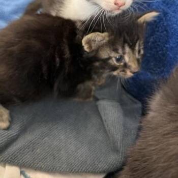Domestic Short Hair Cats Available for Adoption in Hawthorne, California - Huckleberry | PetCurious