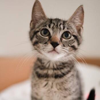 Sven -  Domestic Short Hair Cat for Adoption in Dallas, Texas - Sven | PetCurious