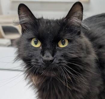 Gemini -  Domestic Medium Hair Cat for Adoption in Squamish, British Columbia - Gemini | PetCurious