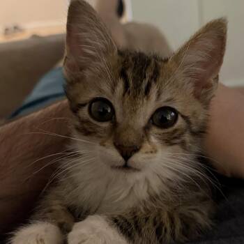 Finn -  Domestic Short Hair Cat for Adoption in Pleasant Hill, California - Finn | PetCurious
