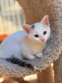 Domestic Short Hair Cats Available for Adoption in Greensburg, Pennsylvania - Comet | PetCurious
