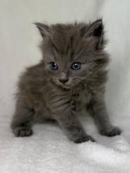 Domestic Long Hair Cats Available for Adoption in Greensboro, North Carolina - Belly | PetCurious