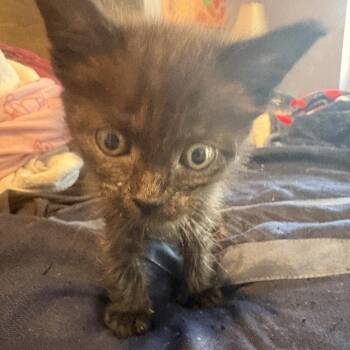Bari (Purple) -  Domestic Short Hair Cat for Adoption in Elfin Forest, California - Bari (Purple) | PetCurious