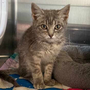 Rescue Domestic Short Hair Cats for Adoption in Cedaredge, Colorado - Ella | PetCurious