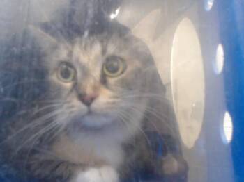 Rescue Domestic Medium Hair Cats for Adoption in Orlando, Florida - TIGGER | PetCurious