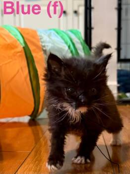 Blue -  Domestic Long Hair Cat Available for Adoption in Leonardtown, Maryland - Blue | PetCurious