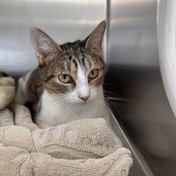 Sugar -  Domestic Short Hair Cat for Adoption in Sarasota, Florida - Sugar | PetCurious