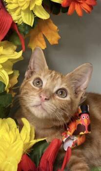 Minion -  Domestic Short Hair Cat for Adoption in Picayune, Mississippi - Minion | PetCurious