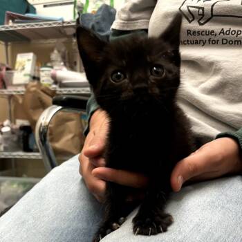 Rescue Domestic Short Hair Cats for Adoption in Richmond, California - CHIFFON Now THELMA | PetCurious