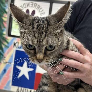 Roxy -  Domestic Short Hair Cat for Adoption in Lufkin, Texas - Roxy | PetCurious