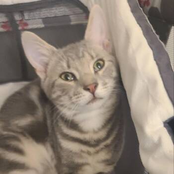Slim Coming In -  Domestic Short Hair Cat for Adoption in Clifton, New Jersey - Slim Coming In | PetCurious