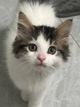 Rio -  Tabby and Domestic Medium Hair Cat for Adoption in Vaughan, Ontario - Rio | PetCurious