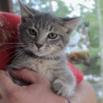 Green -  Domestic Short Hair Cat for Adoption in Birmingham, Alabama - Green | PetCurious