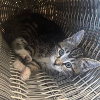 Rescue Domestic Short Hair Cats for Adoption in Jupiter, Florida - Taylor | PetCurious