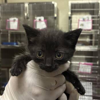 MAVIS -  Domestic Short Hair Cat Available for Adoption in Pensacola, Florida - MAVIS | PetCurious