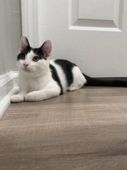 Domino -  Domestic Short Hair Cat for Adoption in Milltown, New Jersey - Domino | PetCurious