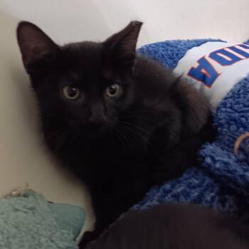 Jett -  Domestic Short Hair Cat for Adoption in Melrose, Florida - Jett | PetCurious