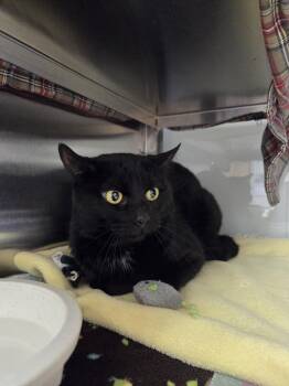 Marco Purrito -  Domestic Short Hair Cat for Adoption in Midland, Michigan - Marco Purrito | PetCurious