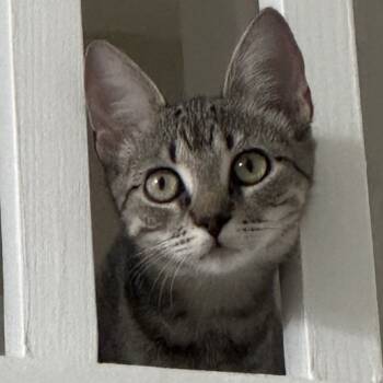 Rescue Domestic Short Hair Cats for Adoption in Fort Lauderdale, Florida - Lexi | PetCurious